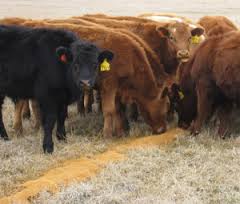 Cattle eating distillers grain