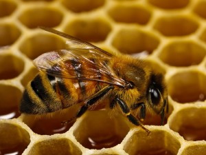honeybee on honeycomb