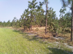 Cover photo for Resources for Storm Damage Recovery for Forest Landowners