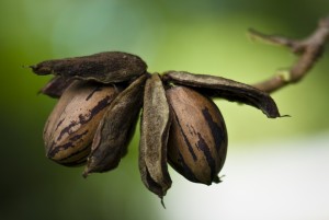 two pecans