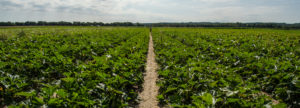 rows of crop on farm