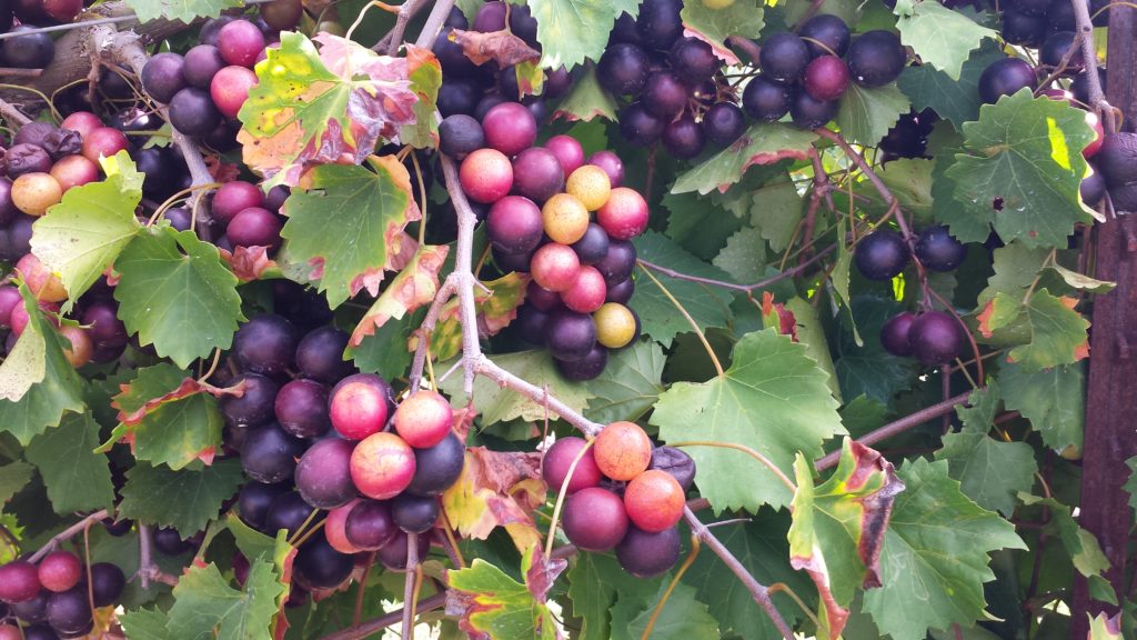 Identifing the sex of muscadines