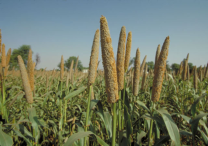 pearl millet stalks