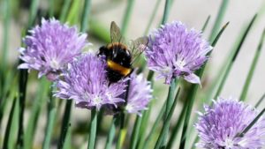 Honeybee on a purple flower.