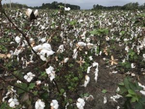 damaged cotton plants in field