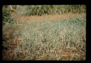 bermuda grass
