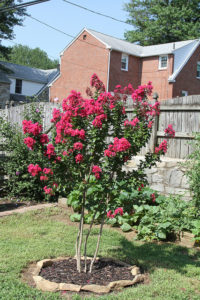 pink crepe myrtle
