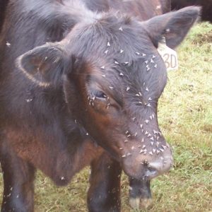 Cow with flies on head and eyes