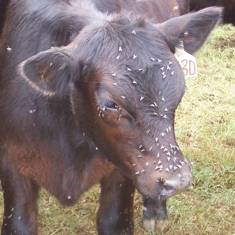 Cattle Fly Control | North Carolina Cooperative Extension