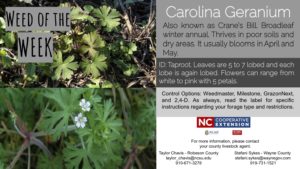 Information on the Carolina Geranium