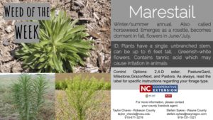 Information on the marestail weed