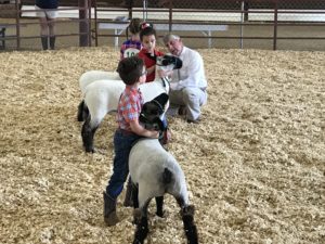 youth showing livestock at fair