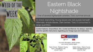 Information on the weed Eastern Black Nightshade