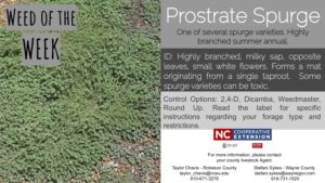 Information on the week prostrate spurge.