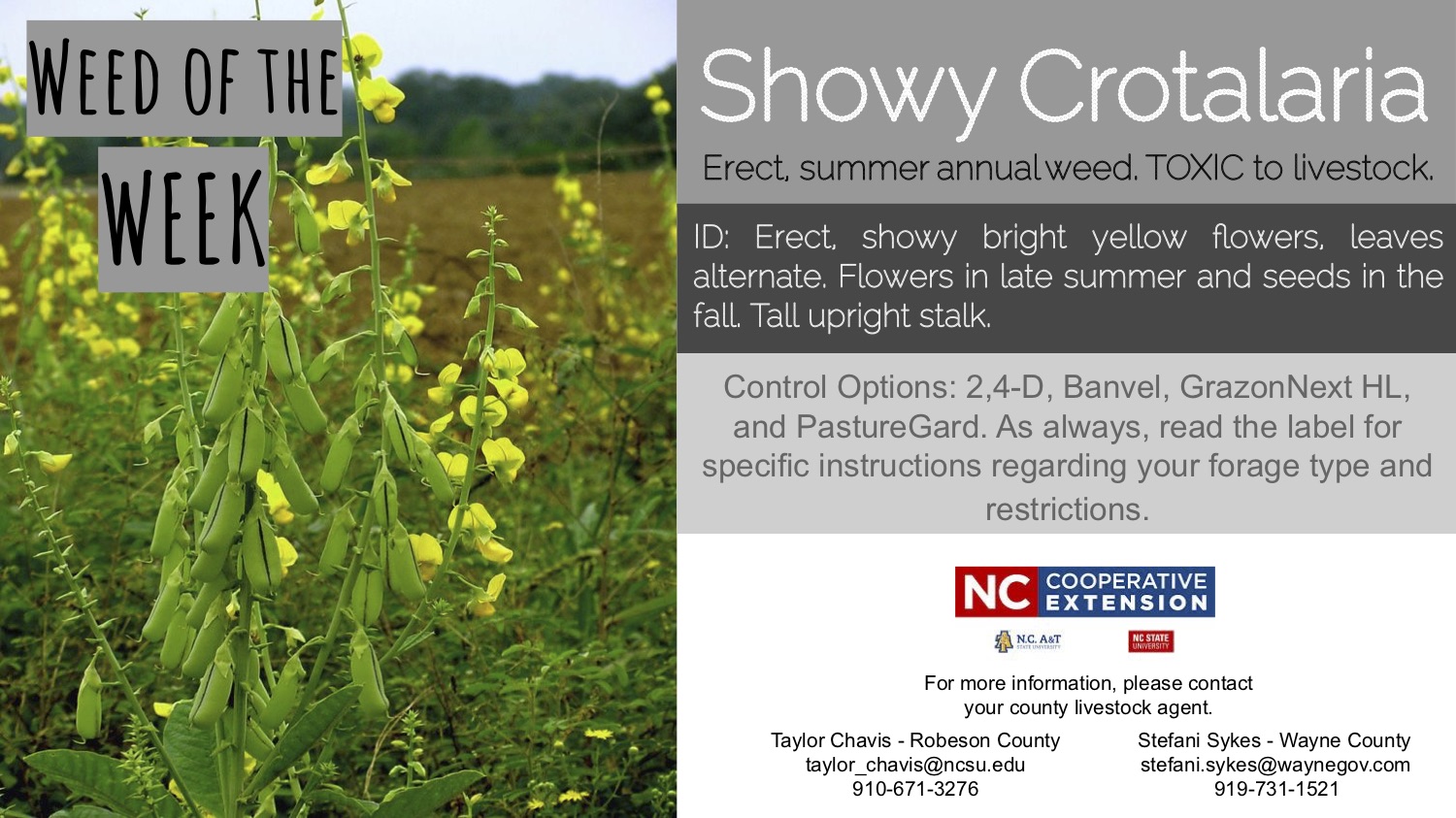 Information on the weed Snowy Crotalaria