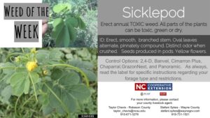 Information on the week Sicklepod.