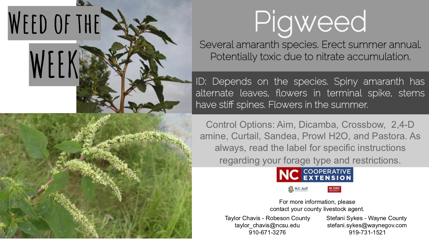 Information on Pigweed