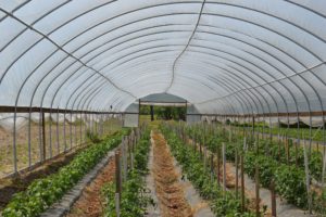row crops inside a high-tunnel