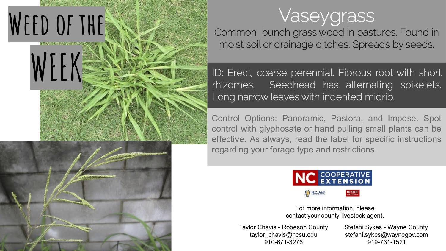 Information on the weed vaseygrass