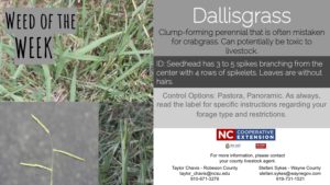 Information on the weed Dallisgrass