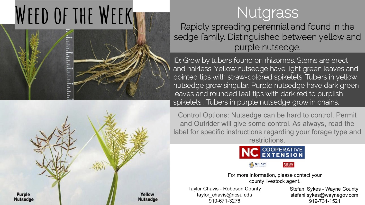 Information on the weed Nutgrass