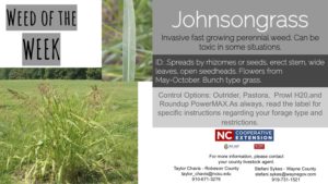 Information on the weed Johnsongrass