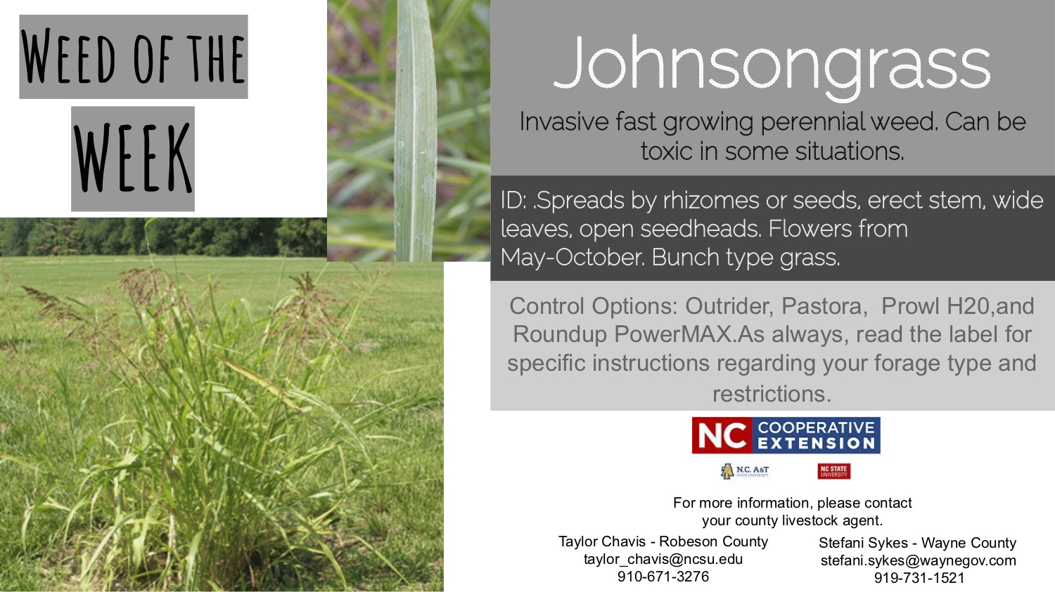 Information on the weed Johnsongrass