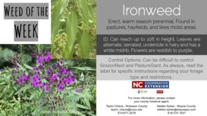 Information on the weed Ironweed
