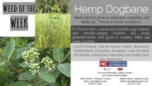 Information on the weed Hemp Dogbane