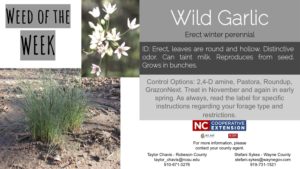 INformation on the weed Wild Garlic