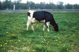 Dairy cow grazing in green pasture.