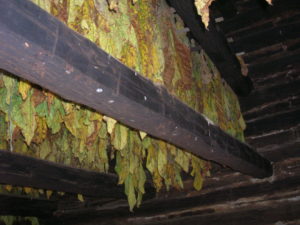 tobacco hangingn in barn