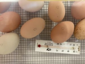 Eggs in incubator