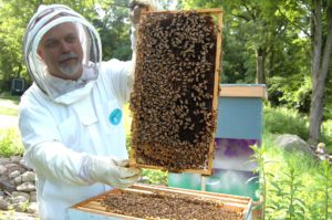 beekeeper holding frame covered with bees
