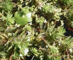Three aquatic weeds in a pond
