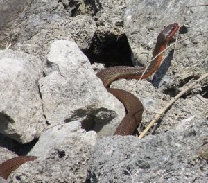 Photo of Redbelly watersnake