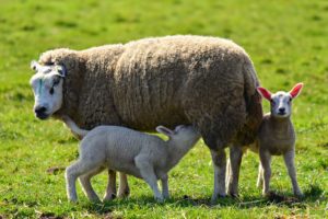 ewe and 2 lambs