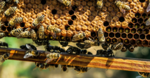 Honeybees on a hive