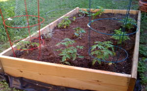 Cover photo for Benefits of Raised Bed Gardening