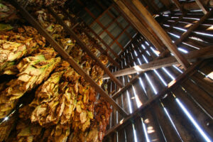 Cover photo for Tobacco Referendum Set for November 18