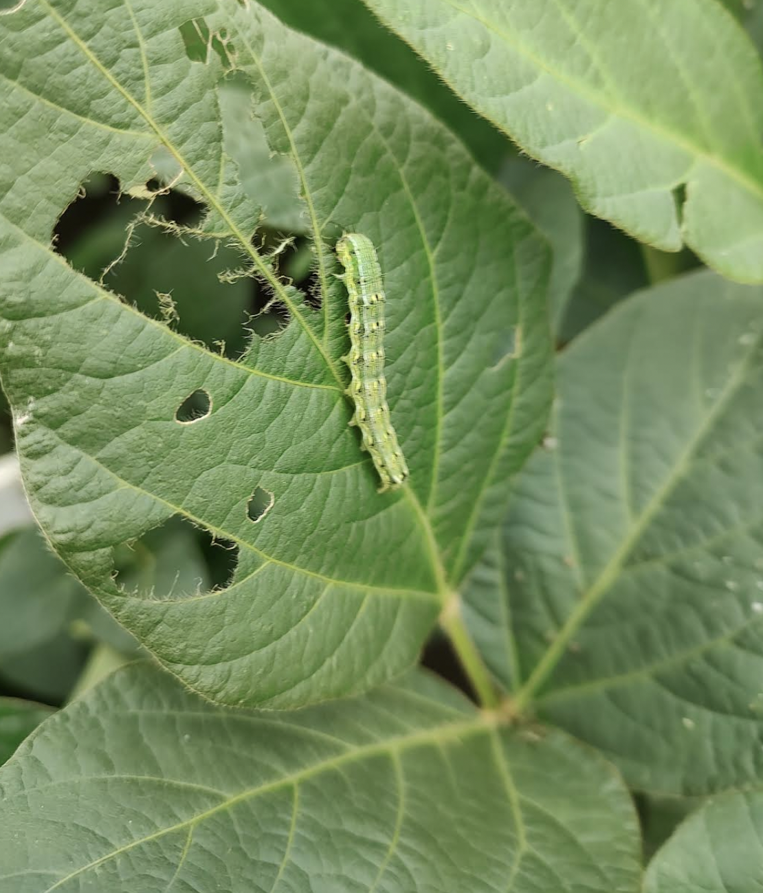 A small green caterpillar on a leaf along side a whole that was eaten into it.