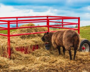 Cover photo for Biosecurity: Steps to Keeping Your Livestock Healthy