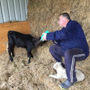 Cover photo for Critical Hours for Calving