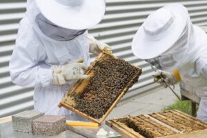 Cover photo for Beekeeping School Provides Training