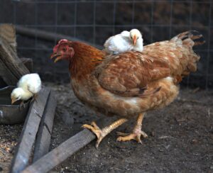 Cover photo for How to Raise Backyard Chickens:  the Basics