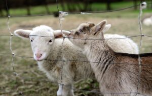 Cover photo for Parasite Management in Sheep and Goats