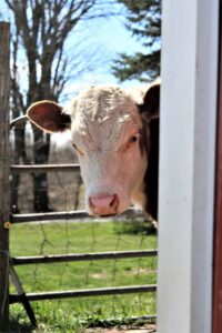 cow-7048063_1280